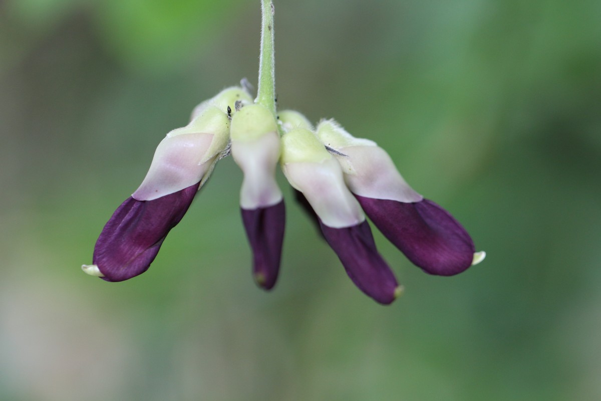 Mucuna pruriens var. pruriens (L.) DC.